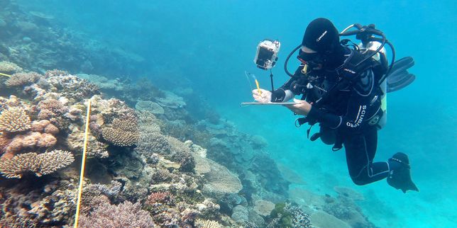 Australie , année noire pour la Grande Barrière de corail