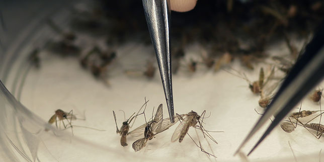 Aux Etats-Unis un insecticide anti-Zika a tué des millions d'abeilles
