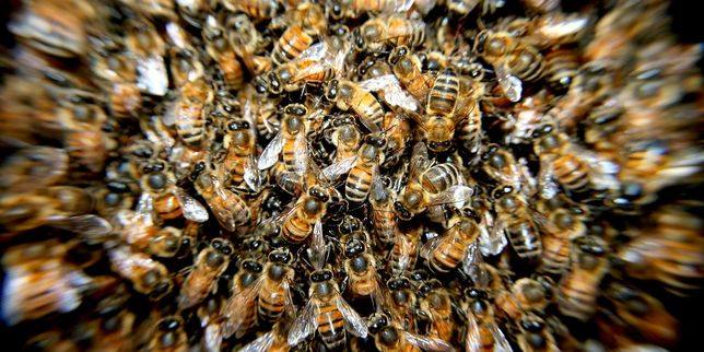 Comment se portent nos abeilles 