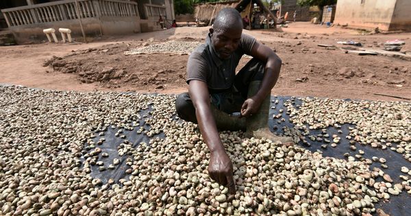 Côte d'Ivoire , vers une enquête sur les milliards disparus de la noix de cajou