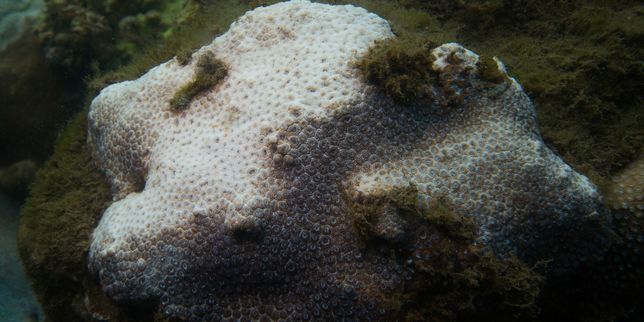 Dans la baie de Sydney les coraux dépérissent