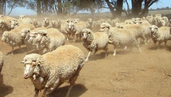 Des moutons défoncés au cannabis sèment la zizanie dans un village du Pays-de-Galles