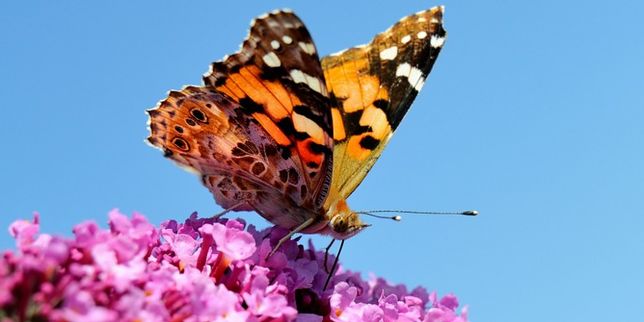 Dix ans d'observations citoyennes des papillons de nos jardins