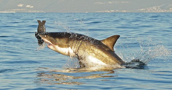 En Afrique du Sud des drones pour prévenir les attaques de requins