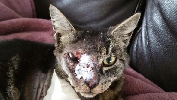 Hardinghen , élan de solidarité pour le chat Cayenne violemment agressé