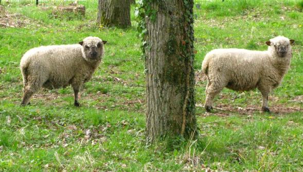 Il importait des moutons illégalement pour les vendre à Roubaix pour l'Aïd