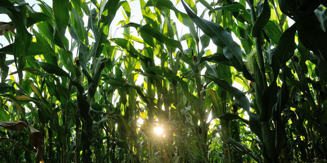 L'Académie américaine des sciences publie un rapport favorable aux OGM