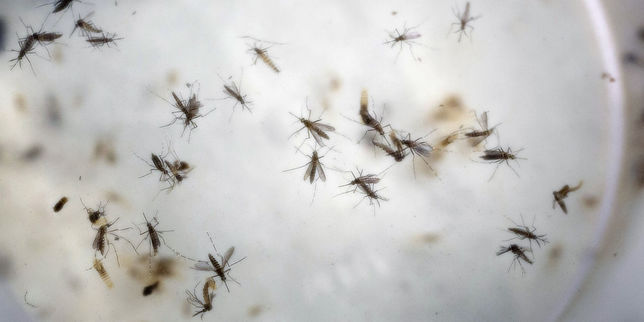 Le Cap-Vert premier pays africain contaminé par le virus Zika