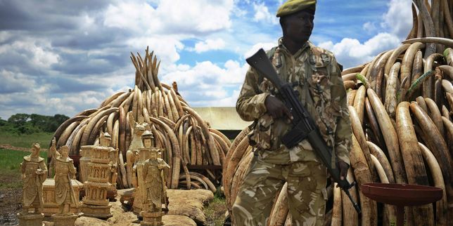 Le Kenya brûle son stock d'ivoire contre le braconnage des éléphants