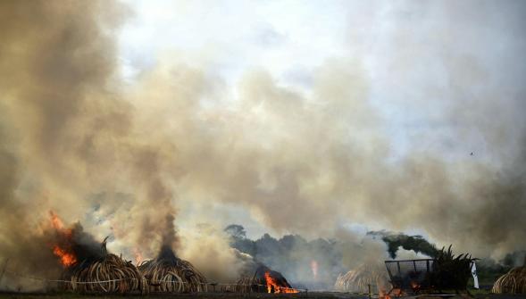 Le Kenya détruit la plus grande quantité d'ivoire de l'Histoire
