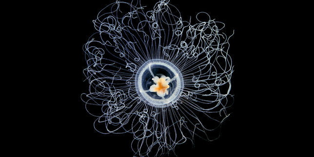 Le plancton source de vie en danger