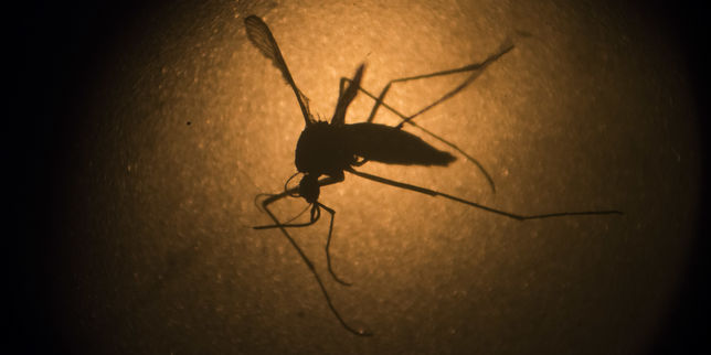 L'épidémie de dengue déclarée en Nouvelle-Calédonie