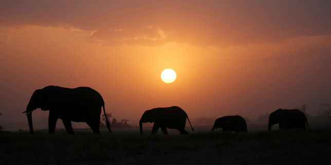 L'inexorable déclin des éléphants d'Afrique