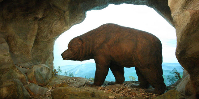 L'ours des cavernes végétalien jusqu'à la mort