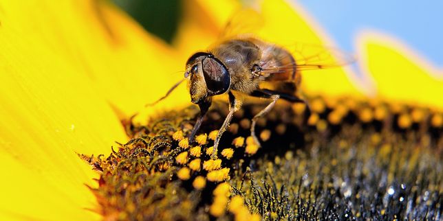 Malgré le moratoire toujours plus d'insecticides  tueurs d'abeilles 