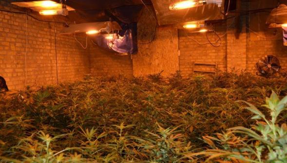 Retour en prison pour deux Grand-Synthois soupçonnés de cultiver 511 pieds de cannabis