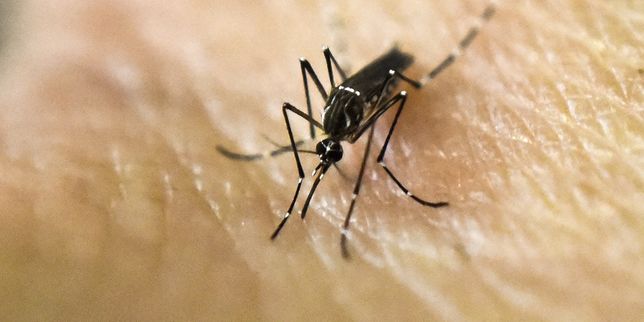 Risque  faible à modéré  d'une épidémie de Zika en Europe selon l'OMS