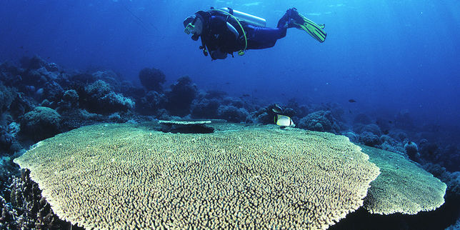  Tara  au c'ur des coraux du Pacifique