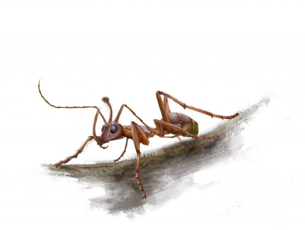 Une étrange fourmi-licorne de 99 millions d'années