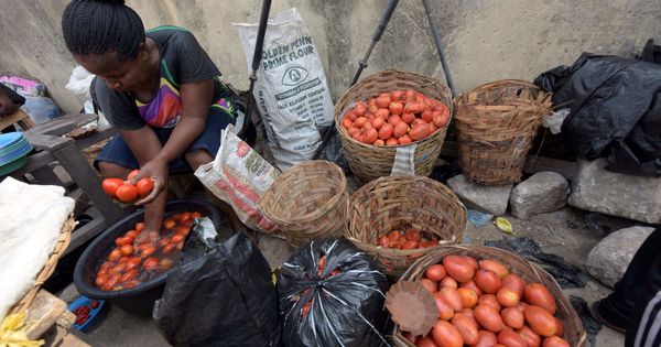 Une larve ruine la production nigériane de tomates