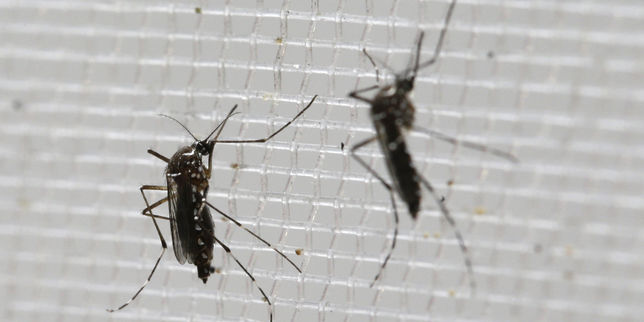 Zika , premier cas de microcéphalie détecté en Espagne