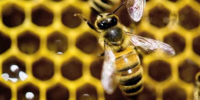 Les députés se prononcent sur l'épineux dossier des pesticides tueurs d'abeilles