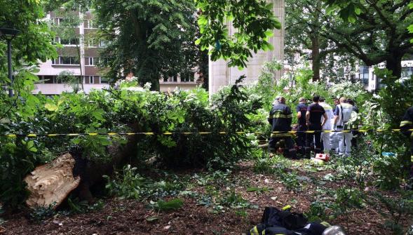 Une branche tombe square Foch à Lille , un blessé grave